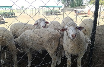 Weaning calf industry and wool marketing discussed at workshop