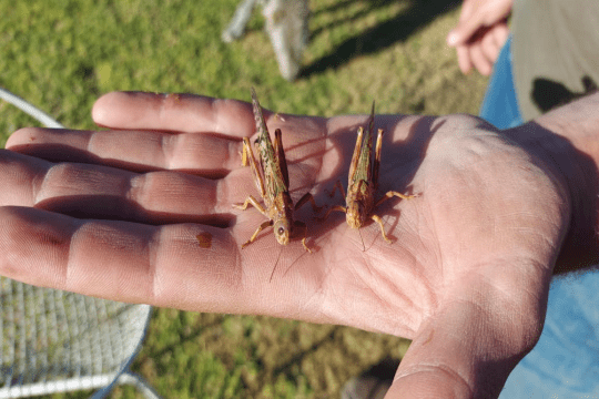 Free State Agriculture contributes to aerial spraying of locusts in the Northern Cape