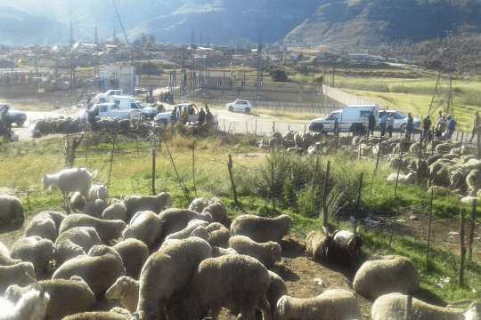 Increase in stock theft along Lesotho border