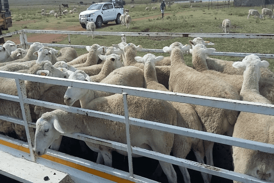 Rapid action by police leads to recovery of 50 sheep in the Brandfort area