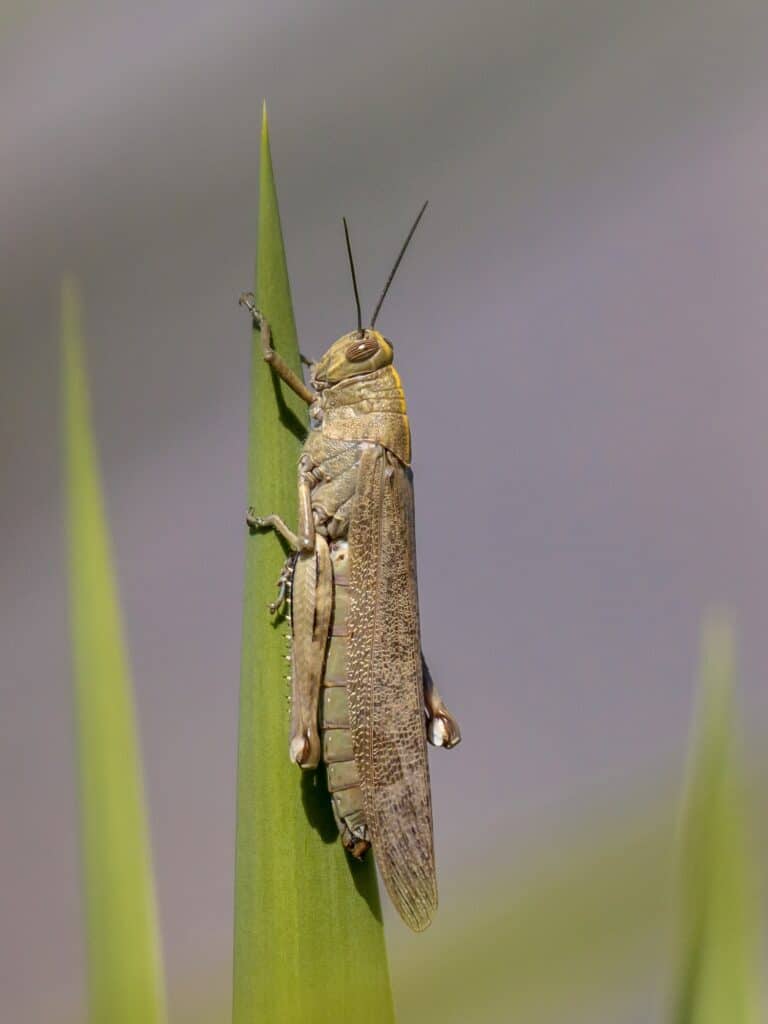 Migratory locust perched on plant