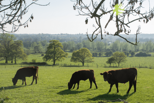 FSA calls for urgency in the fight against the spread of FMD