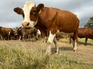 FSA launches livestock traceability and safety system