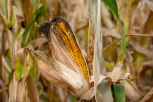Free State farmers at a loss over increasing maize theft